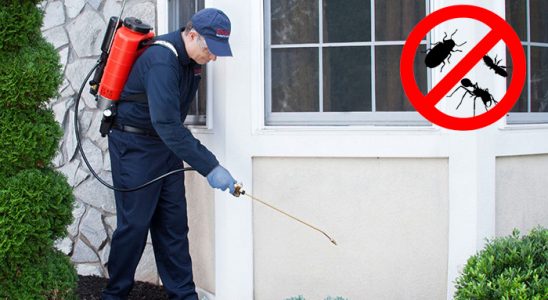 Körfez Hamam Böceği İlaçlama böcek ilaçlama ve haşere kontrolü — ilaclama-tr.com